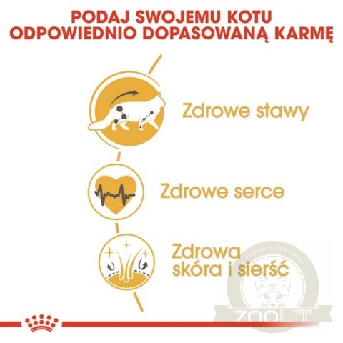 Royal Canin Maine Coon Adult karma sucha dla kotów dorosłych rasy maine coon 2kg Royal Canin Maine Coon Adult karma sucha dla kotów dorosłych rasy maine coon 2kg