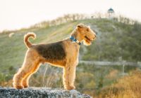 Airedale-terier.jpg