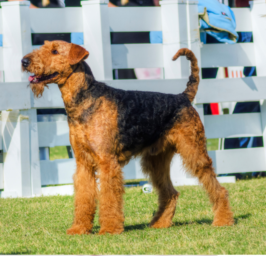 Airedale-terier2(1).png