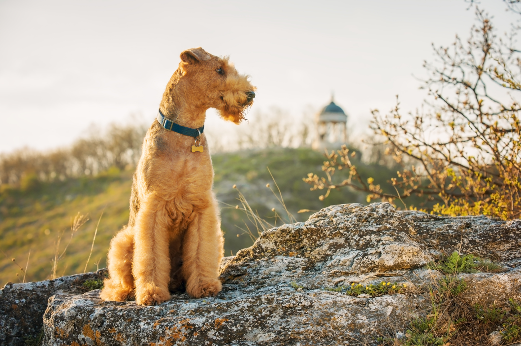 Airedale-terier3.png