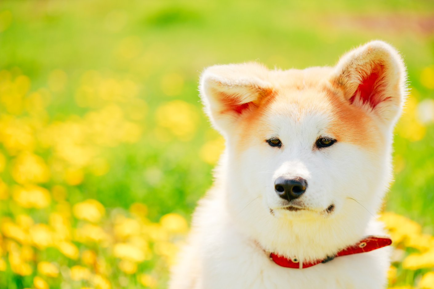 Akita-INU.png