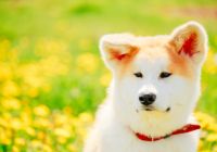 Akita-Inu.jpg