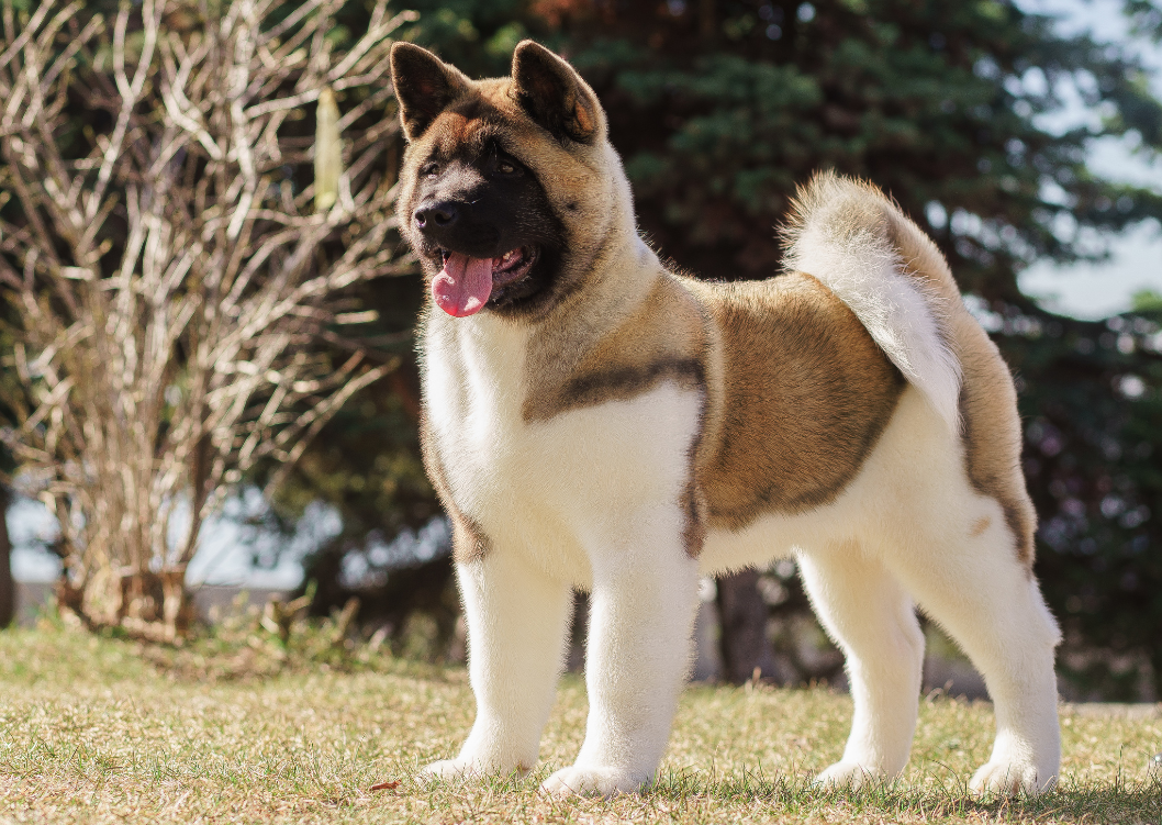 Akita-amerykanska.png