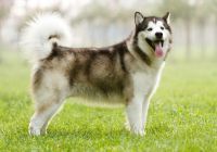 Alaskan-malamute.jpg