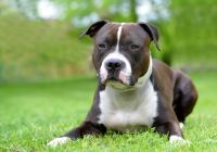 American-staffordshire-terrier-amstaff-.jpg