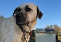 Anatolian-kangal-.jpg