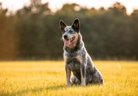 Australian-cattle-dog.jpg