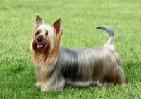 Australian-silky-terrier.jpg