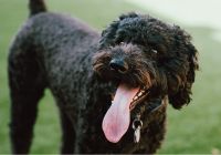 Barbet.jpg