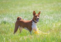 Basenji.jpg