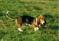 Basset-artezyjsko-normandzki.jpg