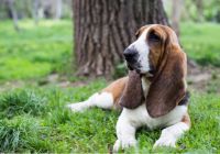 Basset-hound.jpg