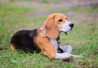 Beagle-harrier.jpg