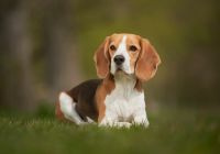 Beagle.jpg