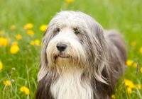 Bearded-collie.jpg