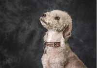 Bedlington-terrier.jpg