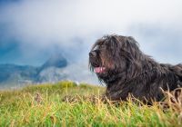 Bergamasco-owczarek-z-Bergamo-.jpg