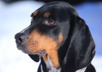 Black-and-tan-coonhound.jpg