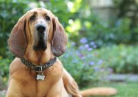 Bloodhound.jpg