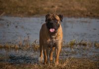 Boerboel.jpg