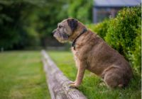 Border-terrier.jpg