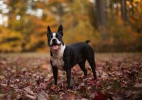 Boston-terrier.jpg