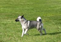 Buhund-norweski.jpg