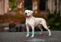 Buldog-amerykanski.jpg