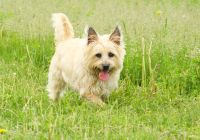 Cairn-terrier.jpg