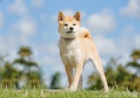 Canaan-dog.jpg