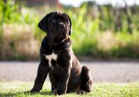 Cane-corso.jpg