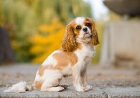 Cavalier-king-charles-spaniel.jpg