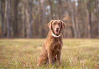 Chesapeake-bay-retriever.jpg