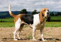 Chien-dArtois.jpg