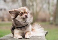 Chihuahua.jpg