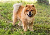 Chow-chow.jpg