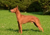 Cirneco-DellEtna.jpg