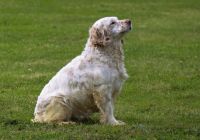 Clumber-spaniel.jpg