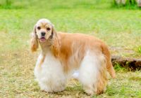 Cocker-spaniel-amerykanski.jpg