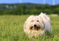 Coton-de-Tulear.jpg