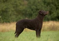 Curly-coated-retriever.jpg