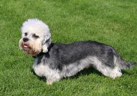 Dandie-dinmont-terrier.jpg