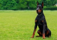 Doberman.jpg