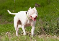 Dog-argentynski.jpg
