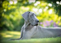 Dog-niemiecki.jpg