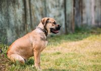 Dog-z-Majorki-ca-de-bou-.jpg