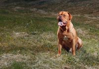 Dogue-de-Bordeaux.jpg