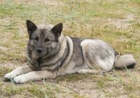 Elkhund-szary.jpg