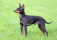 English-toy-terrier.jpg