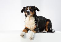Entlebucher.jpg